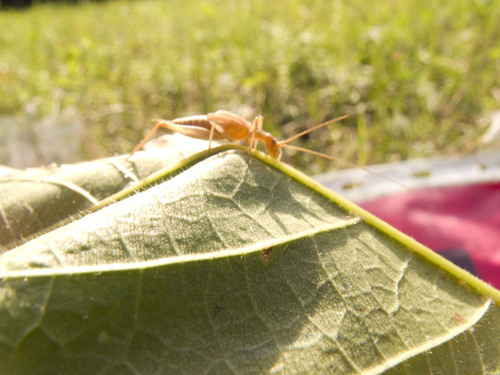 Italian Tree Cricket, Ишимбайский р-н, Респ. Башкортостан, Россия, photo 9 of 10