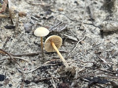 Xeromphalina cauticinalis