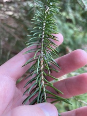 Picea