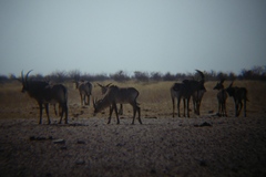 Hippotragus equinus equinus