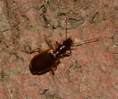 Cymindis limbata