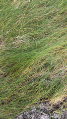 Sporobolus pumilus