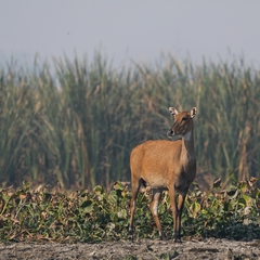 Boselaphus tragocamelus