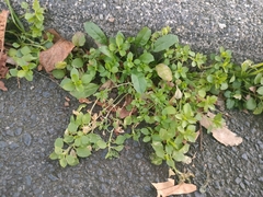 Stellaria media