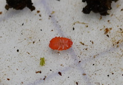 Bilobella braunerae