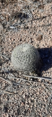 Coryphantha compacta