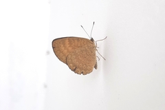 Mazia amazonica