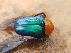Leucocelis amethystina