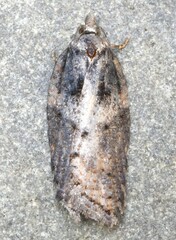 Acleris pulverosana