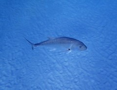Caranx papuensis