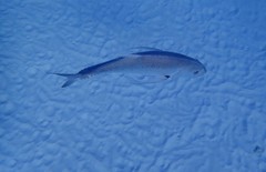 Caranx papuensis