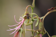 Crinocerus sanctus