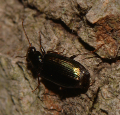 Lebia