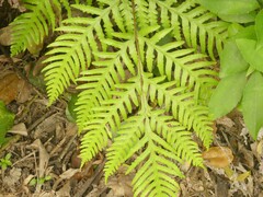 Pteris carsei