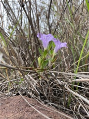 Ruellia cordata