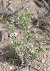Cryptantha crassisepala