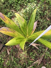 Cocoseae