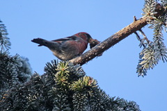 Loxia leucoptera