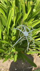 Hymenocallis littoralis