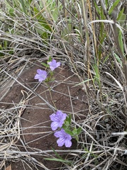 Ruellia cordata