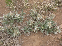 Oreocarya suffruticosa setosa