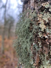 Usnea mutabilis