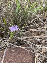 Ruellia cordata