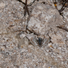 Burnsius communis