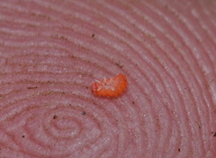 Bilobella braunerae
