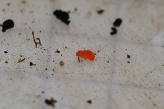 Bilobella braunerae