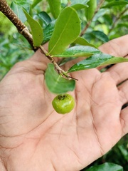 Flacourtia indica