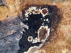 Peniophora albobadia