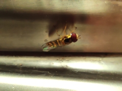 Allograpta obliqua