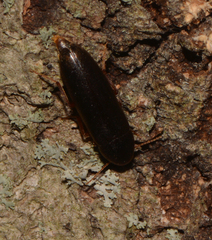 Melandryidae