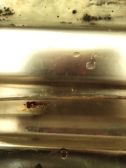 Allograpta obliqua