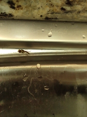 Allograpta obliqua