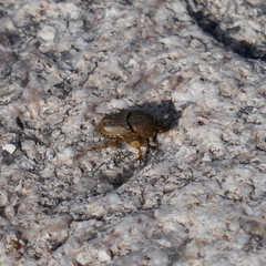 Euoniticellus intermedius