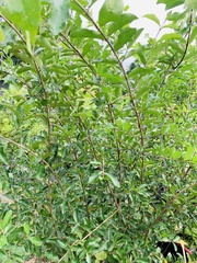 Flacourtia indica