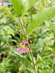 Flacourtia indica