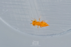 Aphelinidae