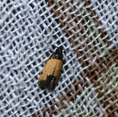 Tyrolimnas anthraconesa