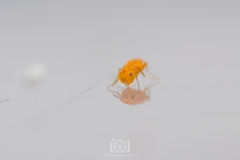 Aphelinidae