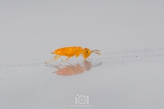 Aphelinidae