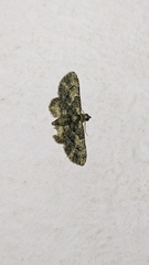 Pyralis manihotalis
