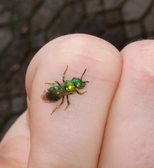 Augochloropsis viridula