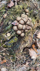 Apioperdon pyriforme