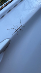 Diapheromera femorata