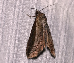 Lophoptera squammigera
