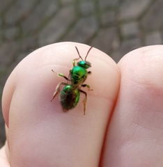 Augochloropsis viridula