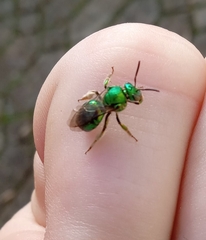 Augochloropsis viridula